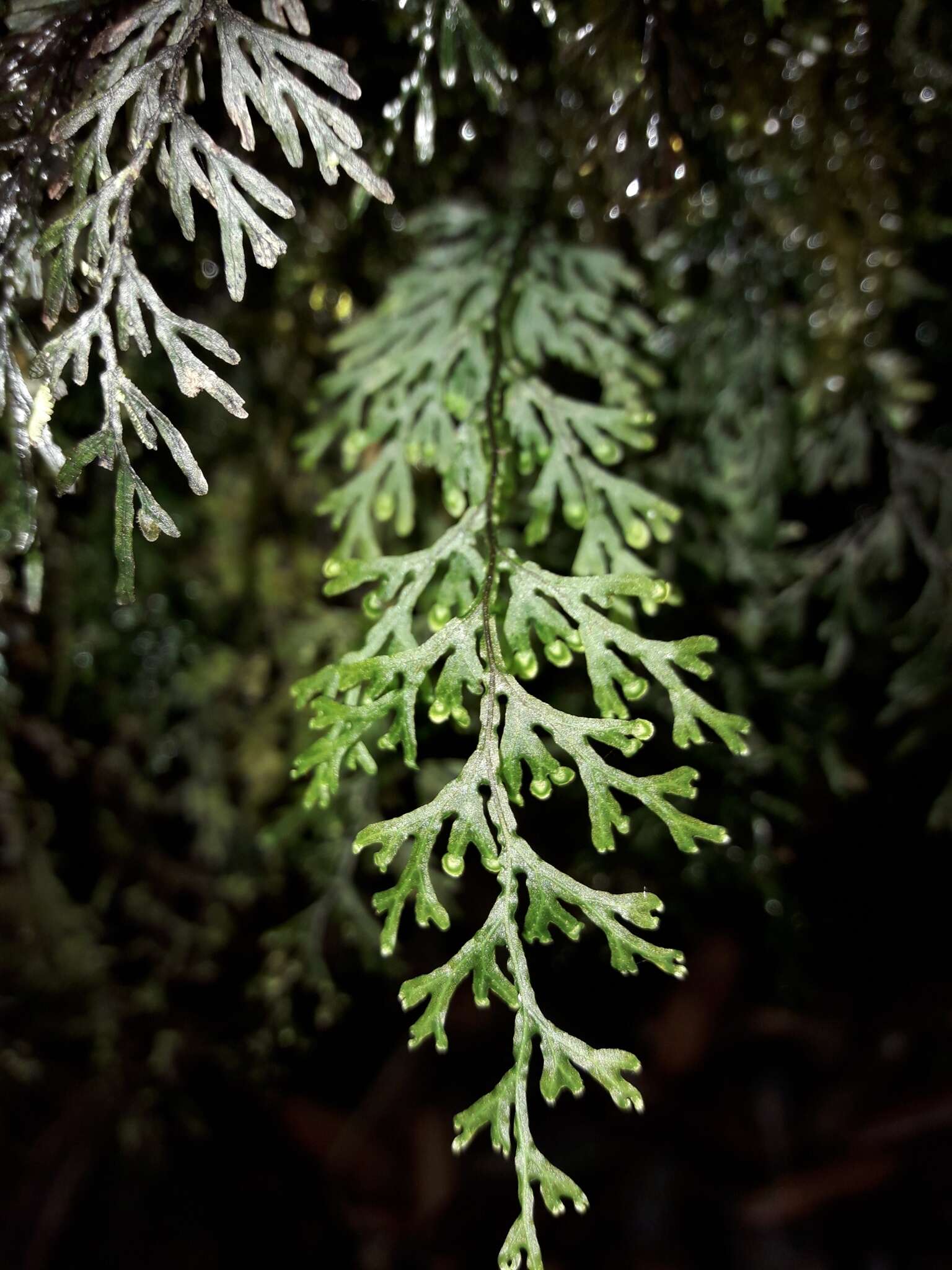 Image of Hymenophyllum javanicum Spreng.