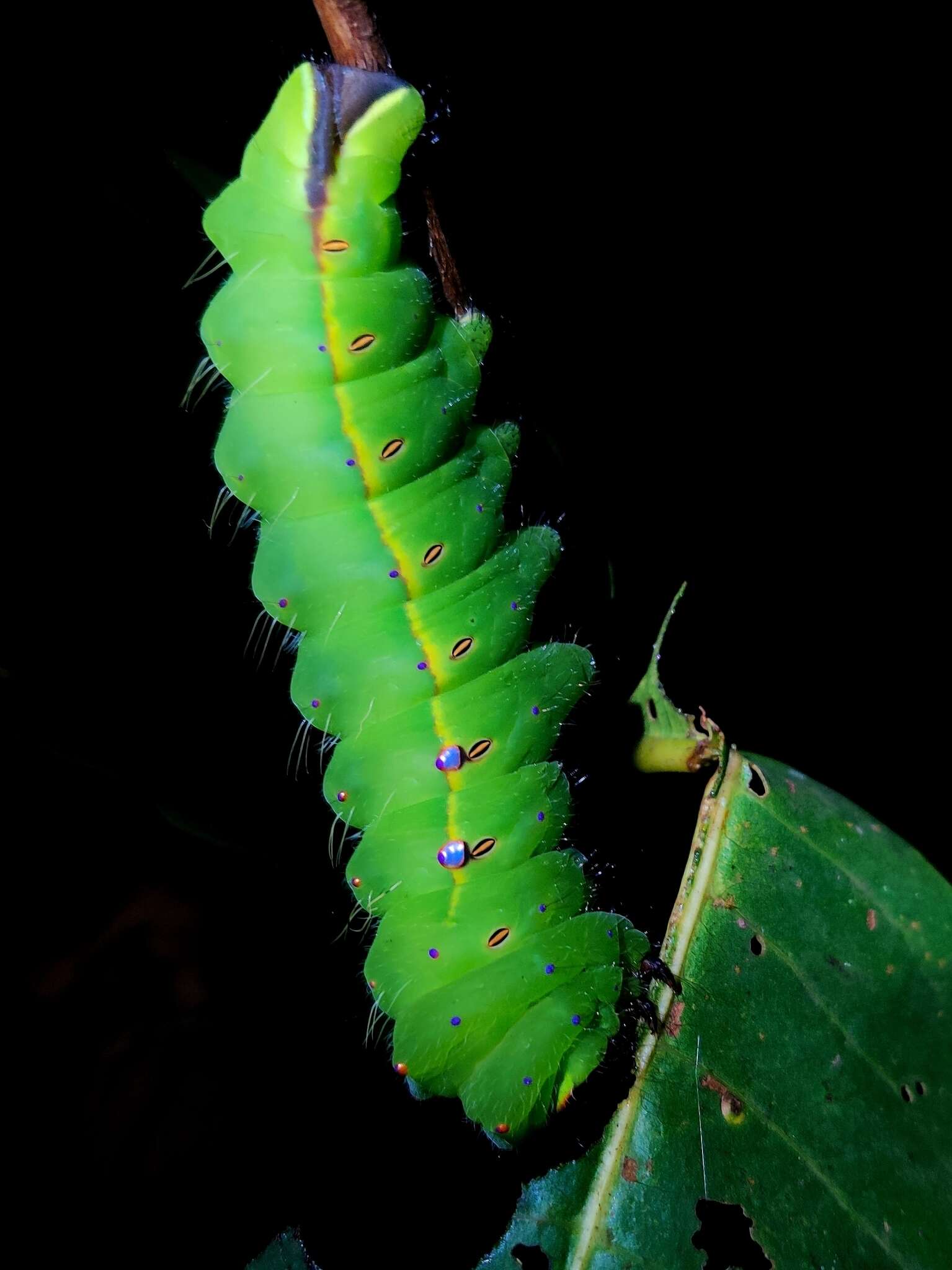 Image of Tasar Silk Moth