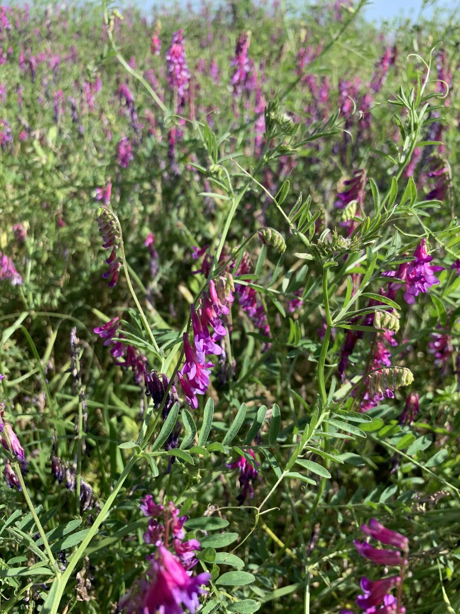 Image of Vicia eriocarpa