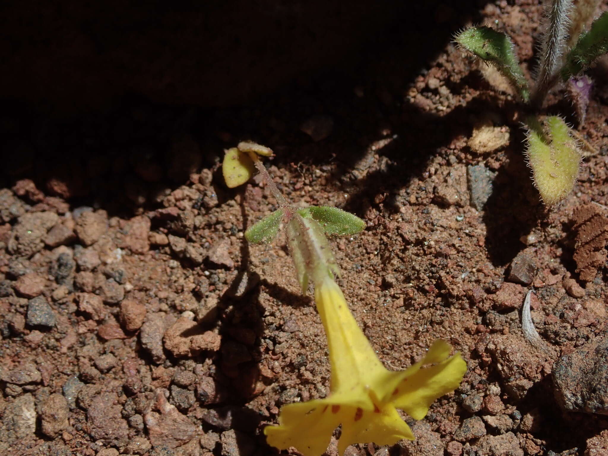 Image of annual redspot monkeyflower