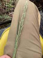 Image of Nealley's Viper Grass