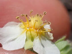 Potentilla newberryi A. Gray的圖片