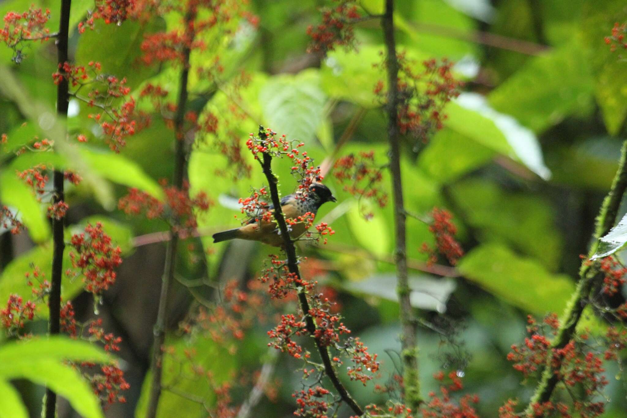 Image of Spangle-cheeked Tanager