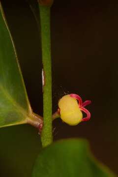 Image of Phyllanthus baladensis Baill.