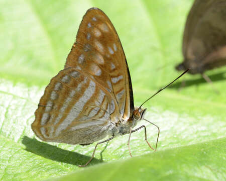 Image of Adelpha levona