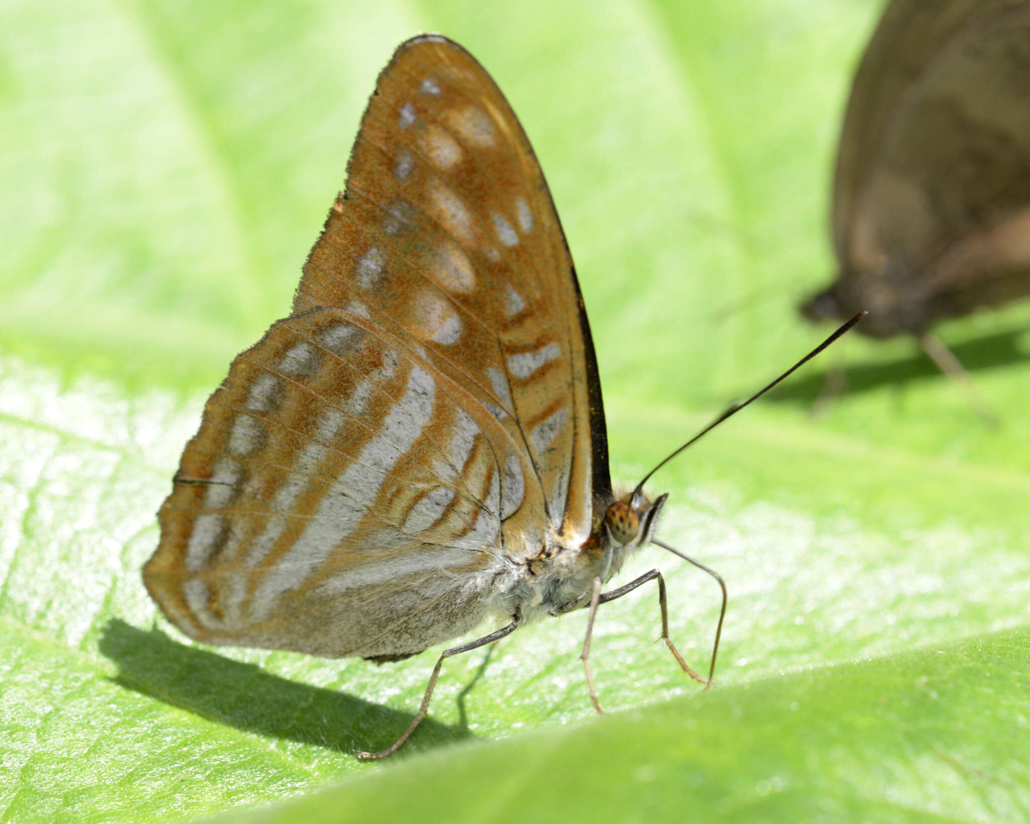 Imagem de Adelpha levona