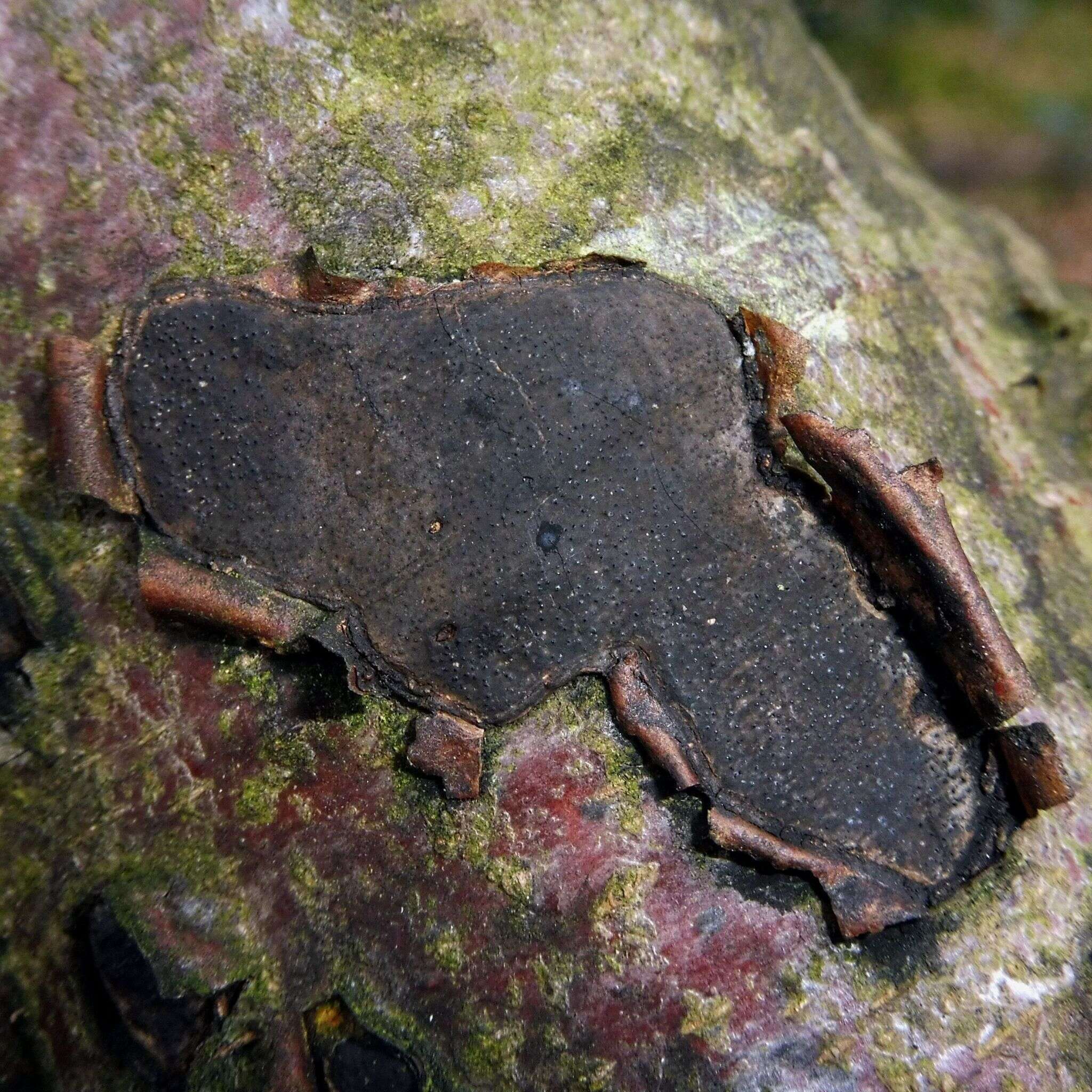 Image of Biscogniauxia nummularia (Bull.) Kuntze 1891