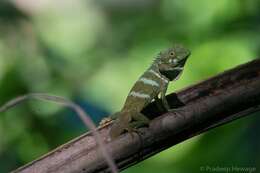 Plancia ëd Calotes liolepis Boulenger 1885