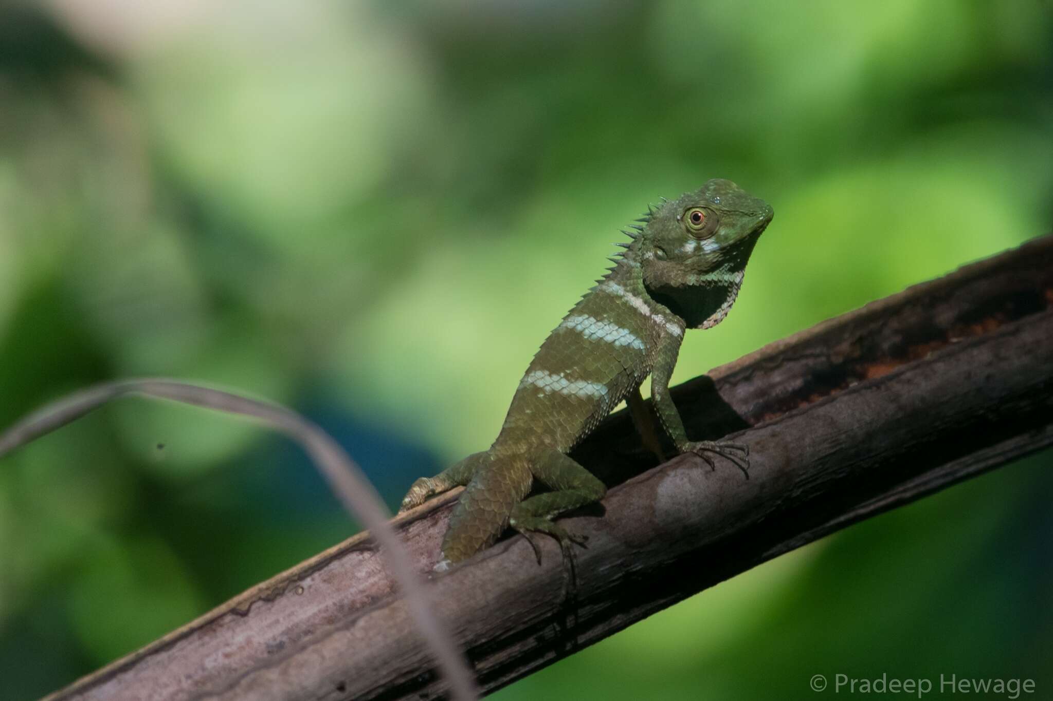 Plancia ëd Calotes liolepis Boulenger 1885