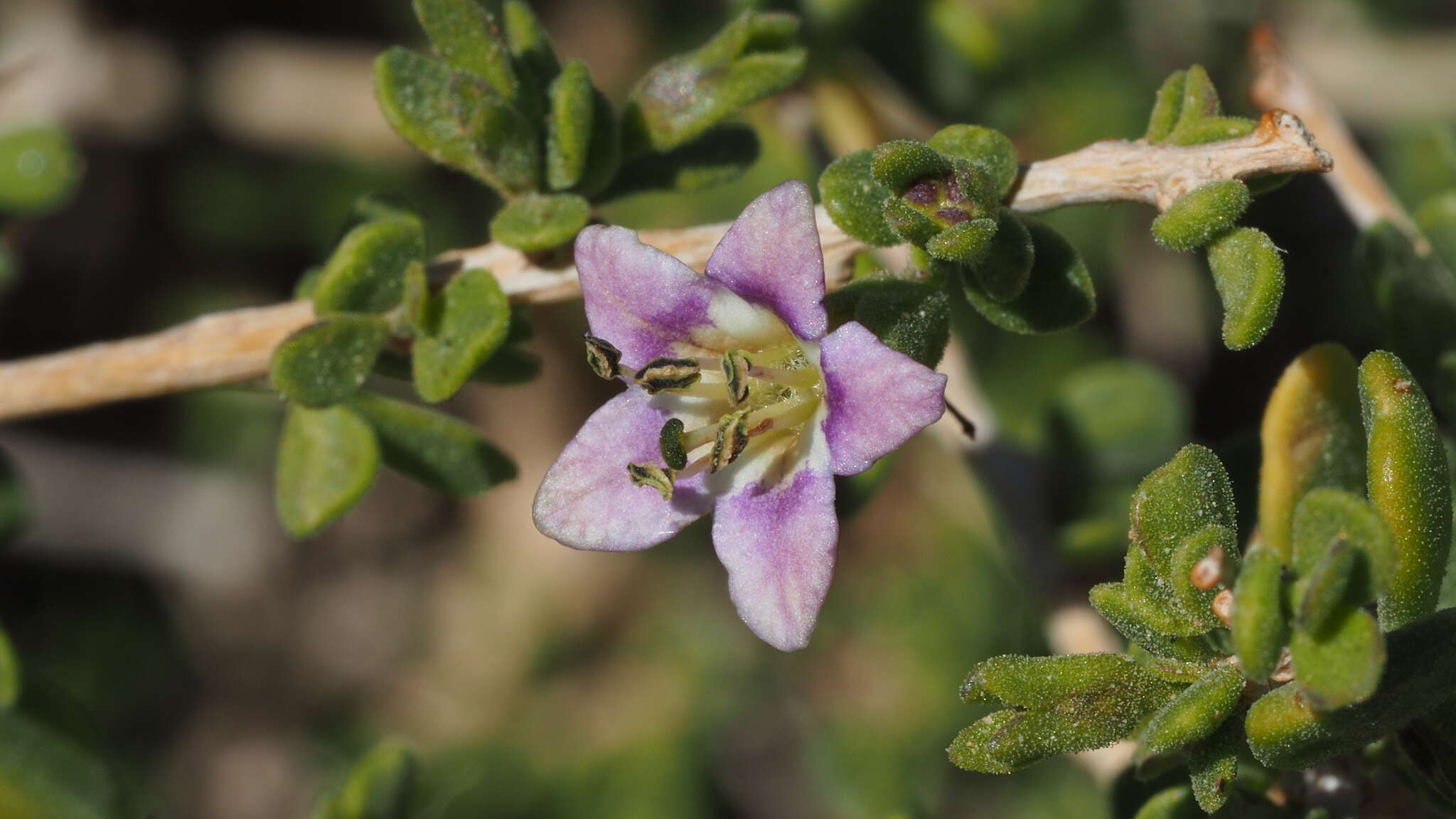 Image de Lycium brevipes var. brevipes