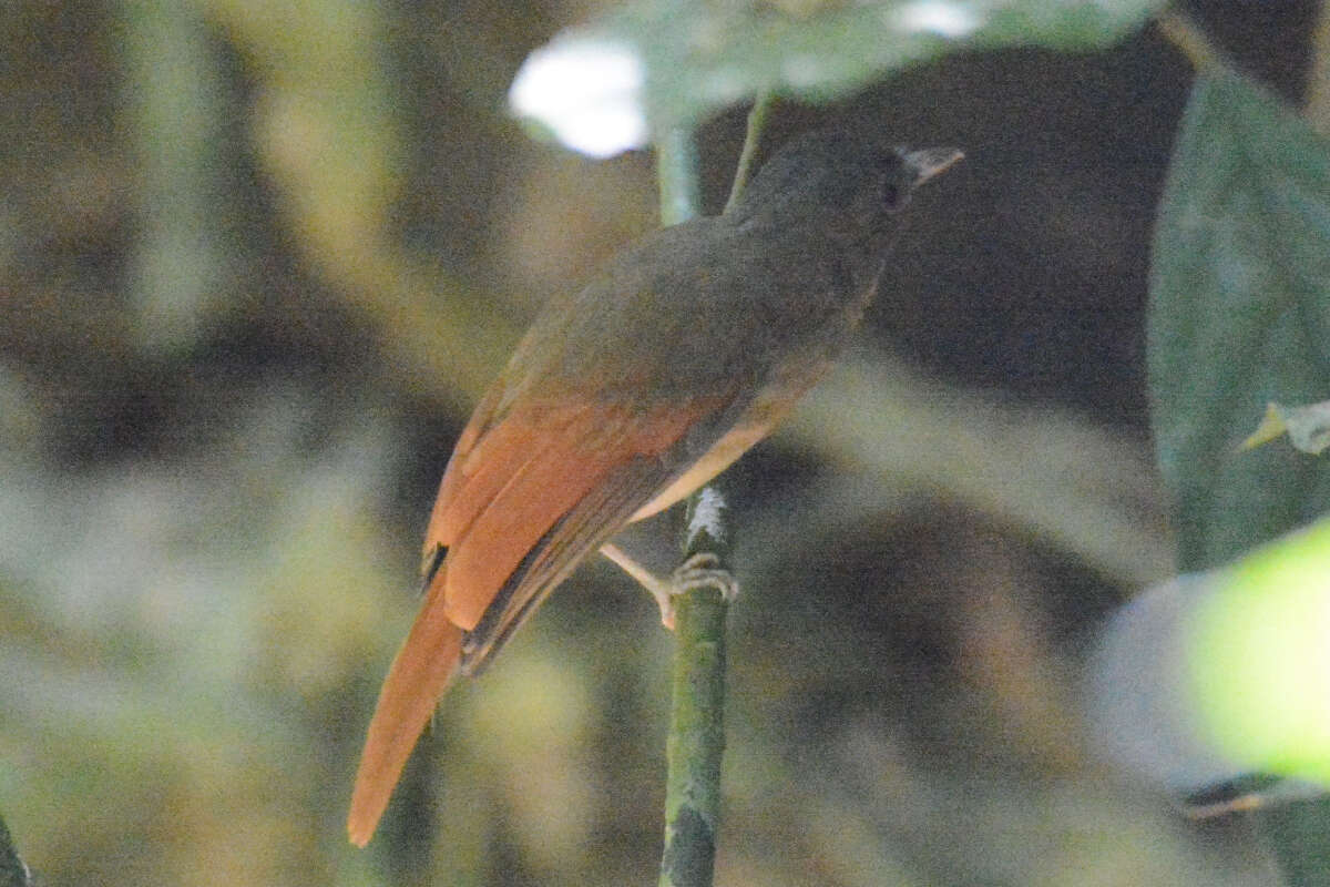 Philentoma pyrhoptera (Temminck 1836)的圖片