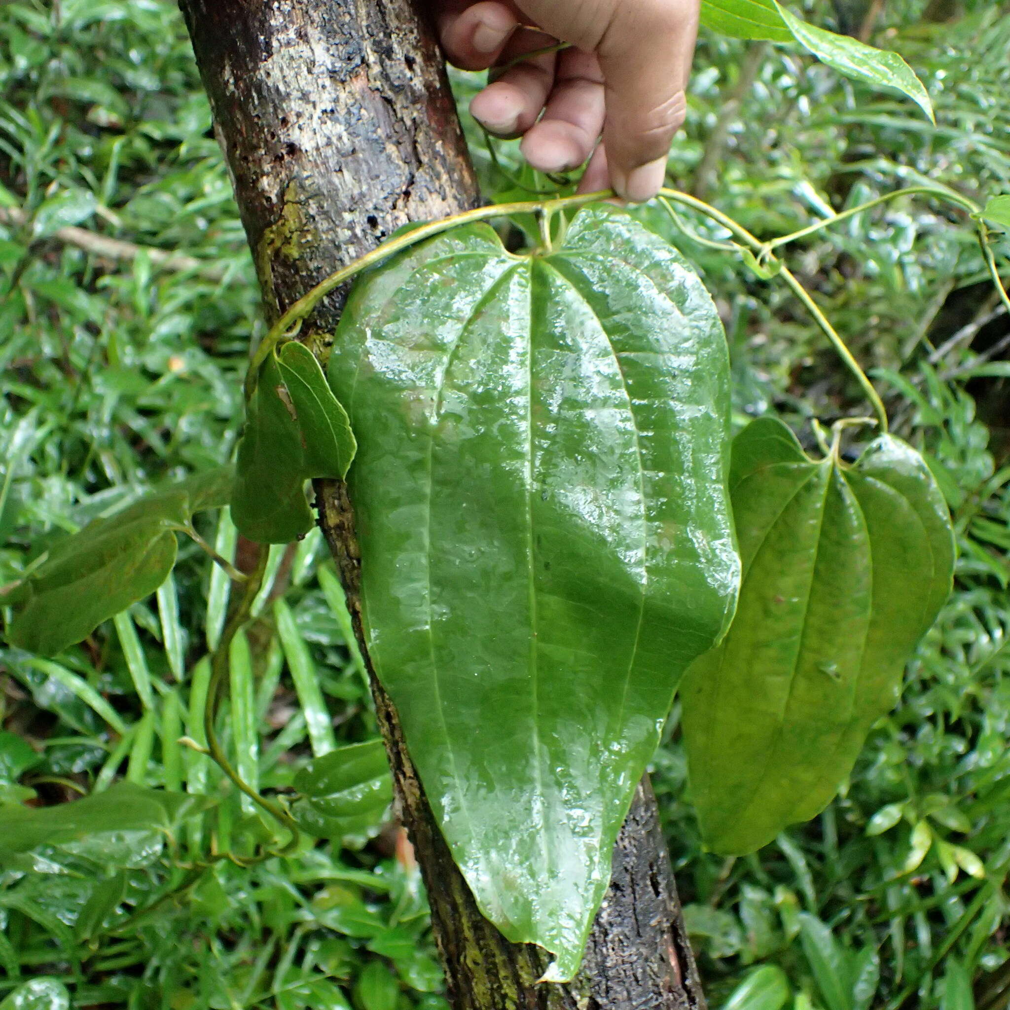 Sivun Trichopus sempervirens (H. Perrier) Caddick & Wilkin kuva