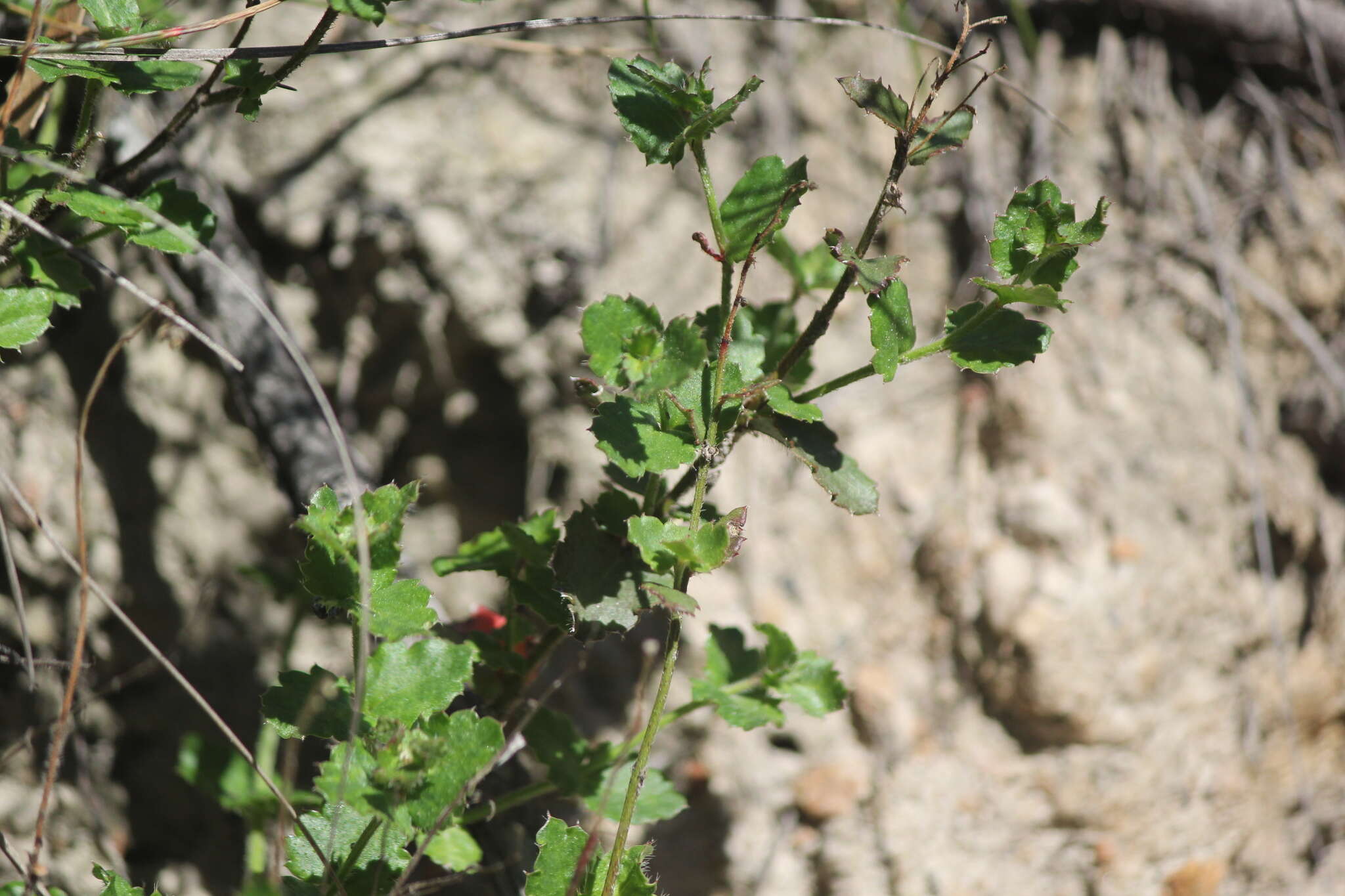 Image of Gonocarpus mezianus (Schindl.) Orchard