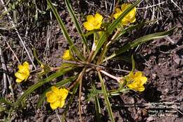 Image of plantainleaf buttercup