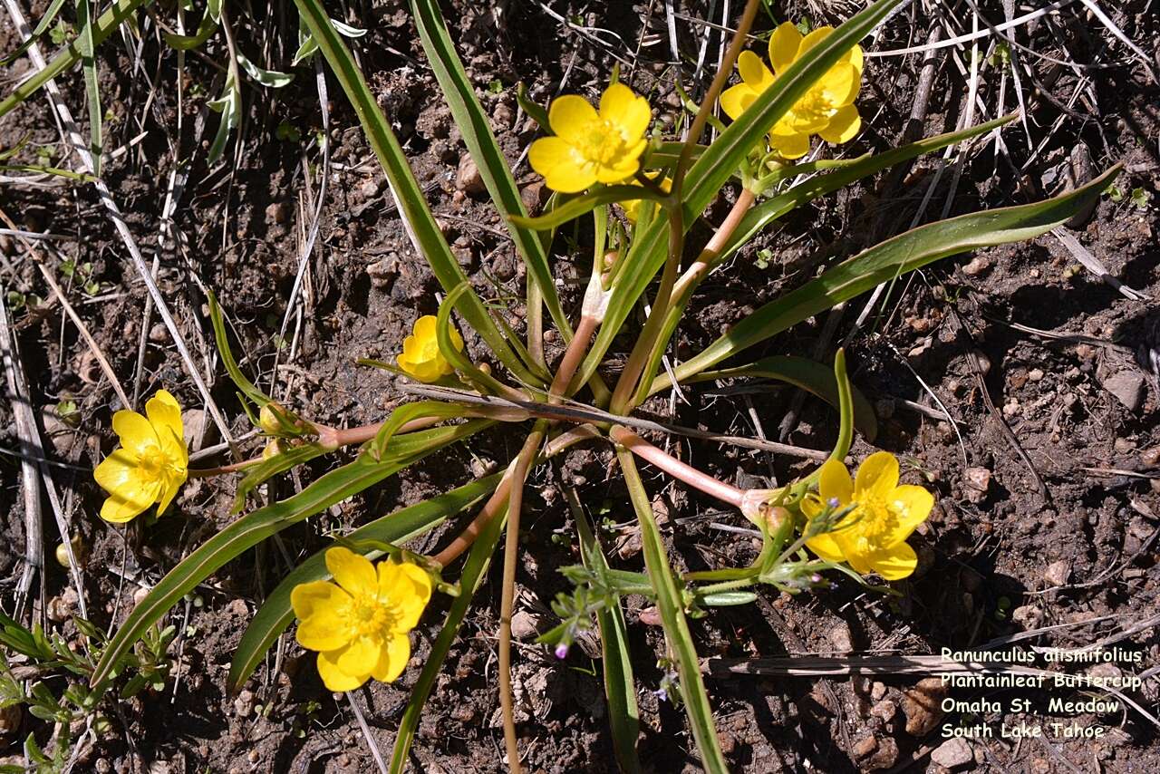 Image of plantainleaf buttercup