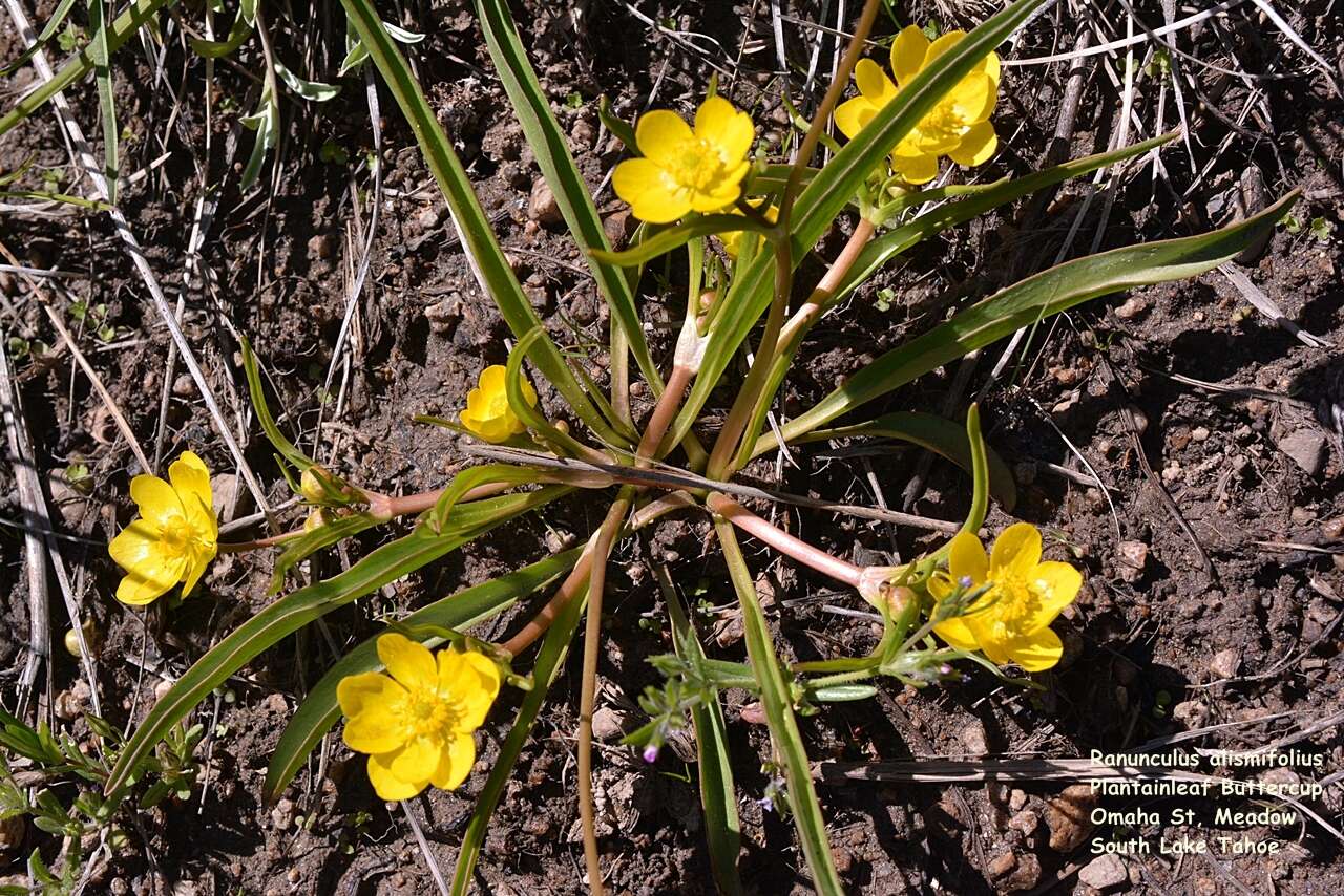 Ranunculus alismifolius Geyer ex Benth. resmi