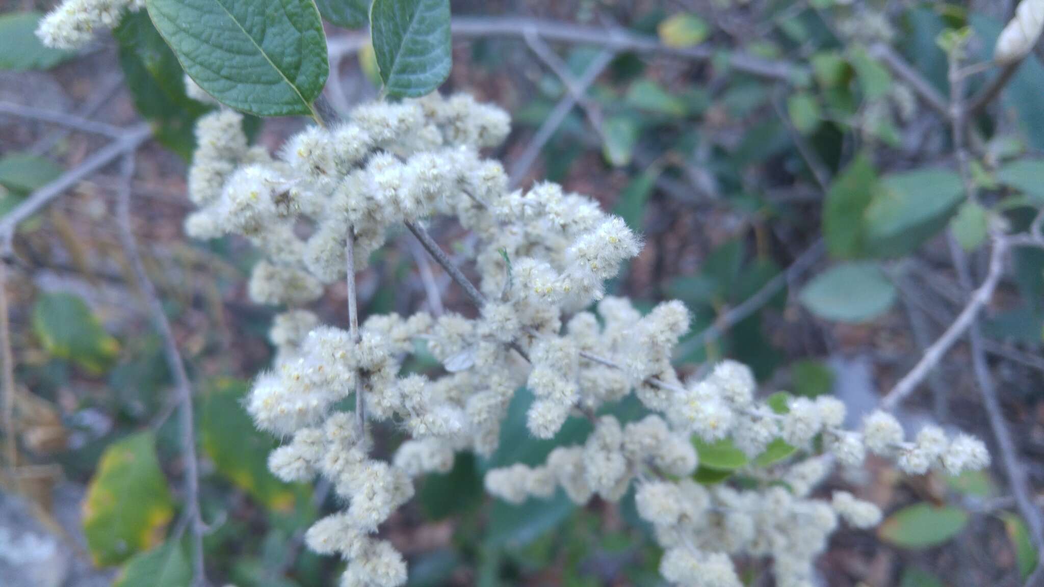 Image de Iresine orientalis G. L. Nesom