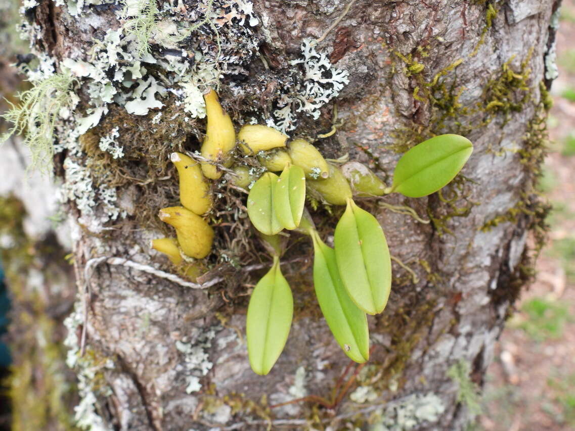 Bulbophyllum pectinatum Finet的圖片