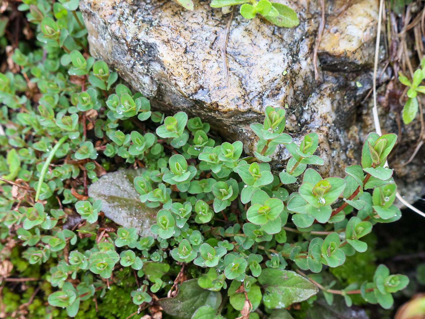 Imagem de Hypericum tetrapterum Fries