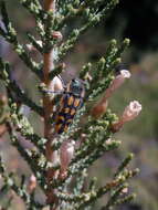 Image of <i>Lasionota <i>rousselii</i></i> rousselii