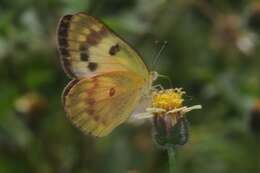 Colotis amata (Fabricius 1775)的圖片