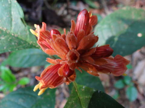 Image of Whitfieldia colorata C. B. Cl.