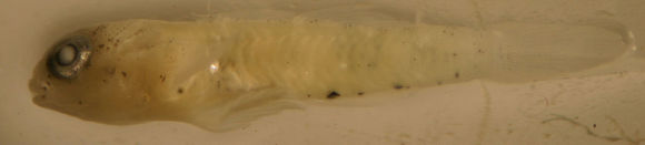 539.lidma y08b72 1312813212 jpg.580x360