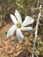 Image of Gardenia saxatilis Geddes