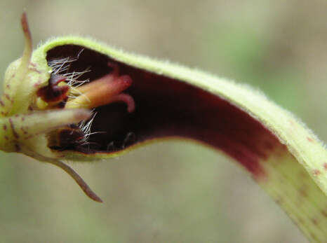 Image of Ceropegia lugardiae N. E. Br.