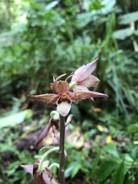 Image de Eulophia zollingeri (Rchb. fil.) J. J. Sm.