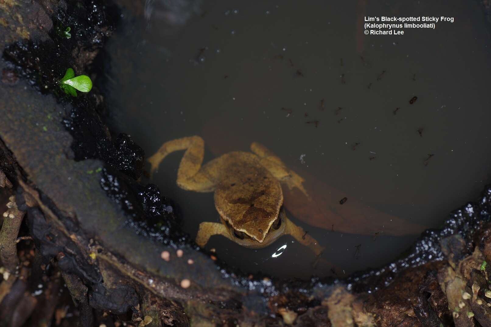 Image de Kalophrynus limbooliati Matsui, Nishikawa, Belabut, Ahmad & Yong 2012