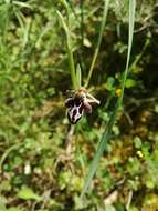 Image of Ophrys cretica (Vierh.) E. Nelson