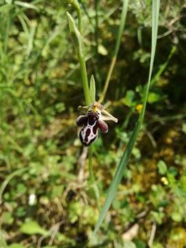 Image of Ophrys cretica (Vierh.) E. Nelson