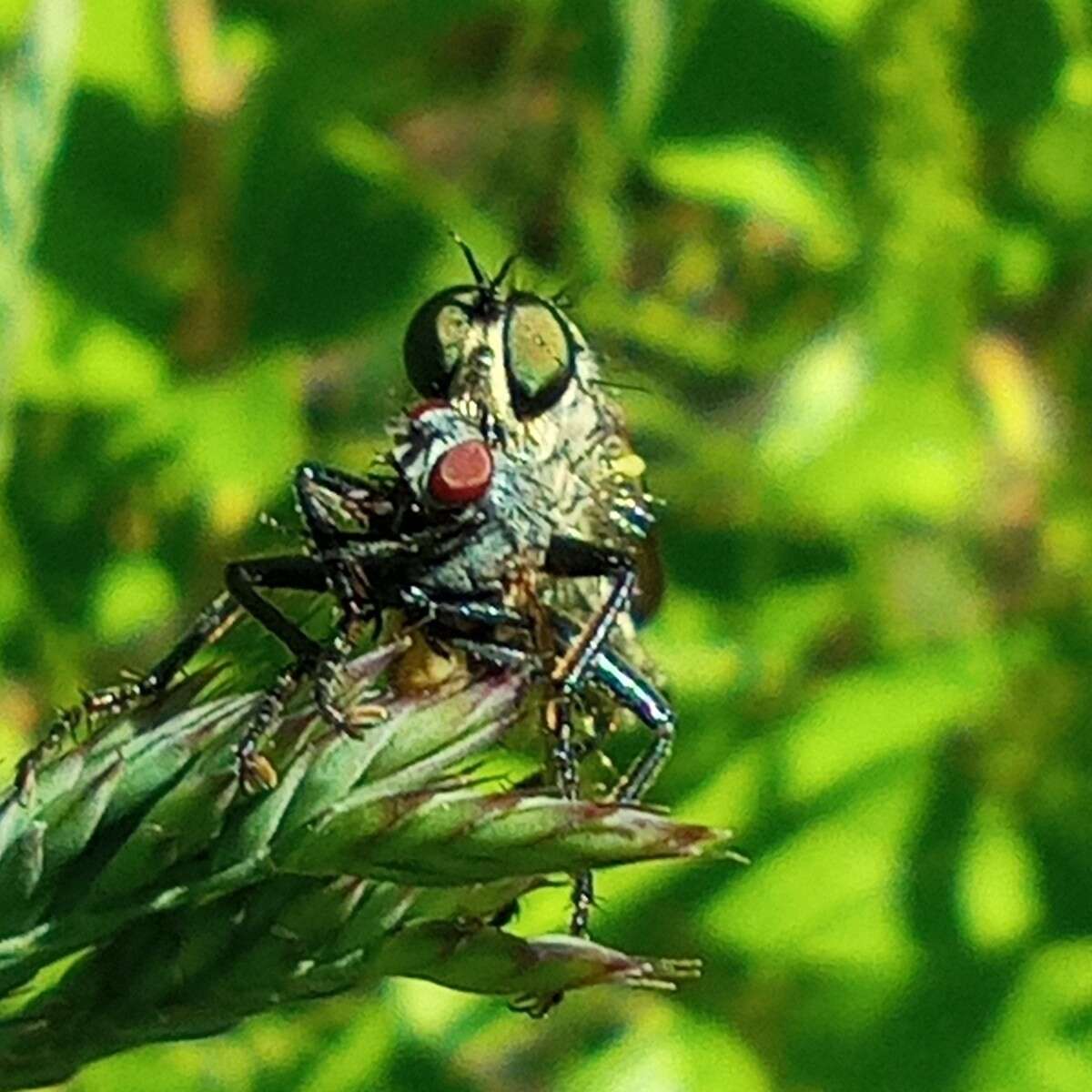 صورة Dysmachus fuscipennis (Meigen 1820)