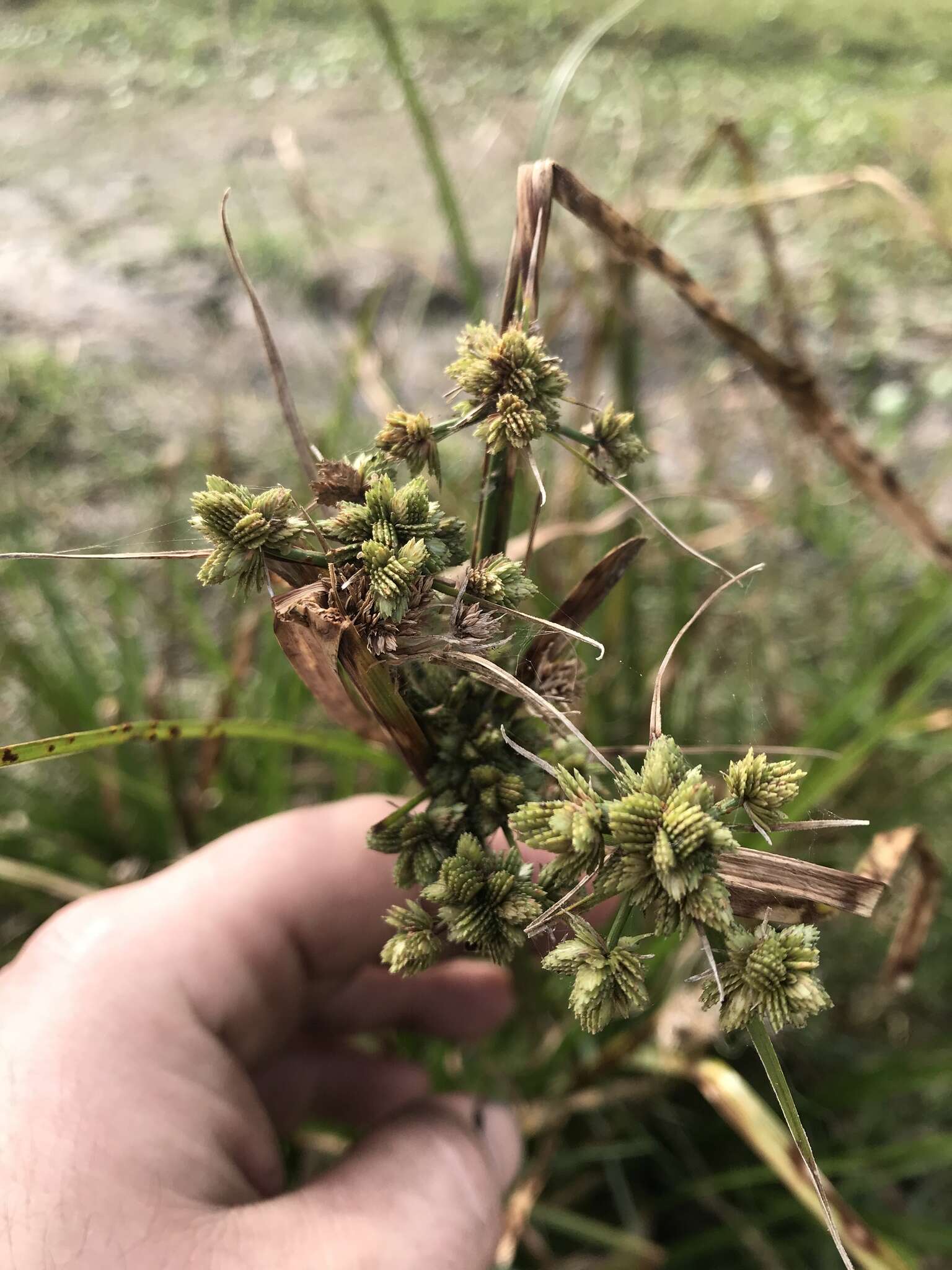 Image of Swamp Flat Sedge