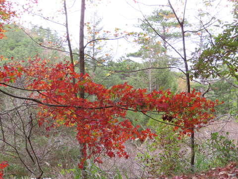 Sivun Acer oliverianum subsp. formosanum (Koidz.) E. Murray kuva