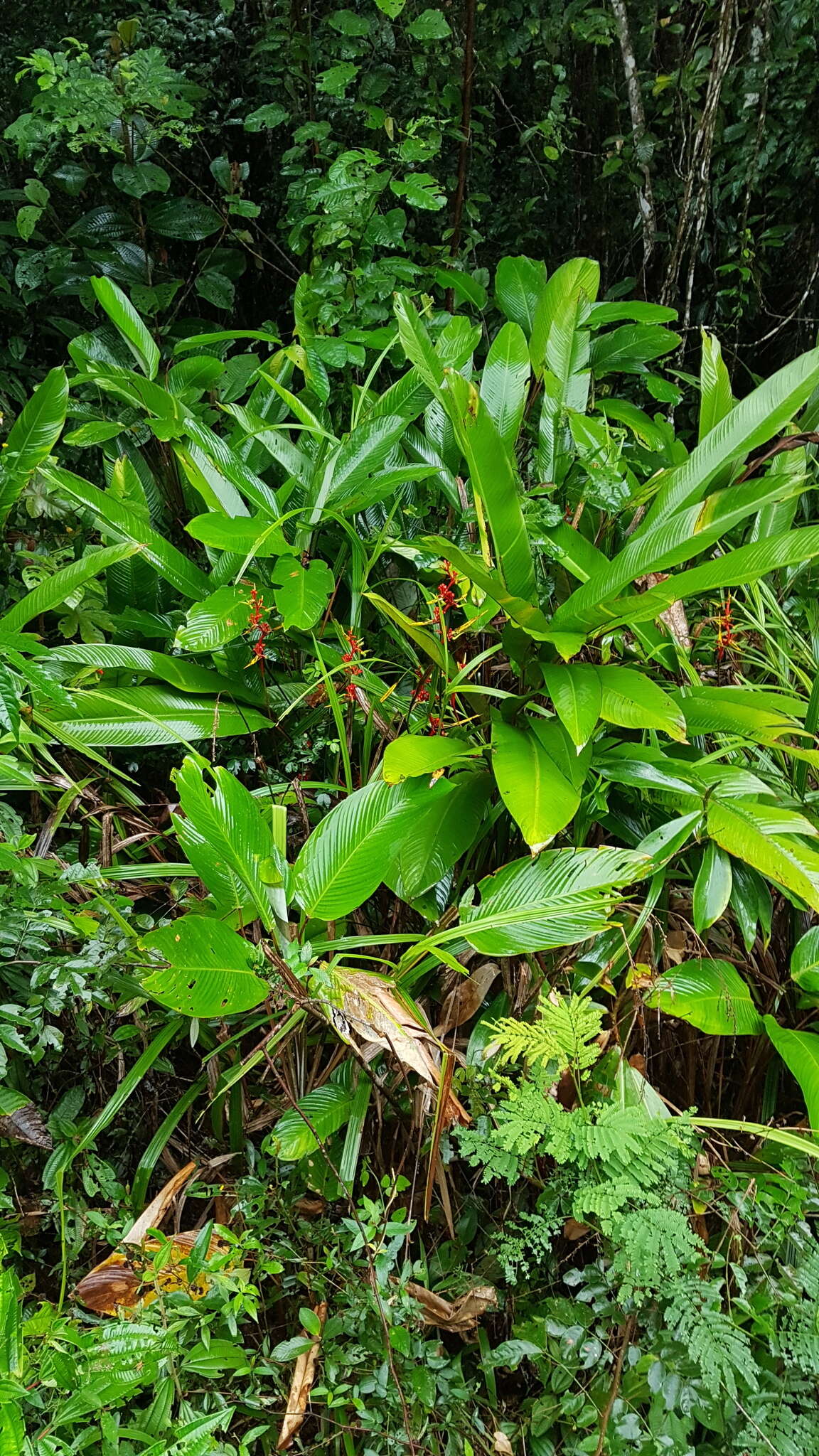 Image of Heliconia richardiana Miq.