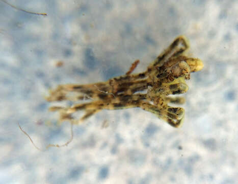 Image of Hilgendorf's Sea Spider