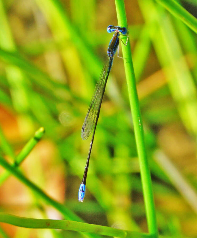 Image of Nehalennia minuta (Selys ex Sagra 1857)