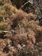 Image of Santa Catalina Island bedstraw