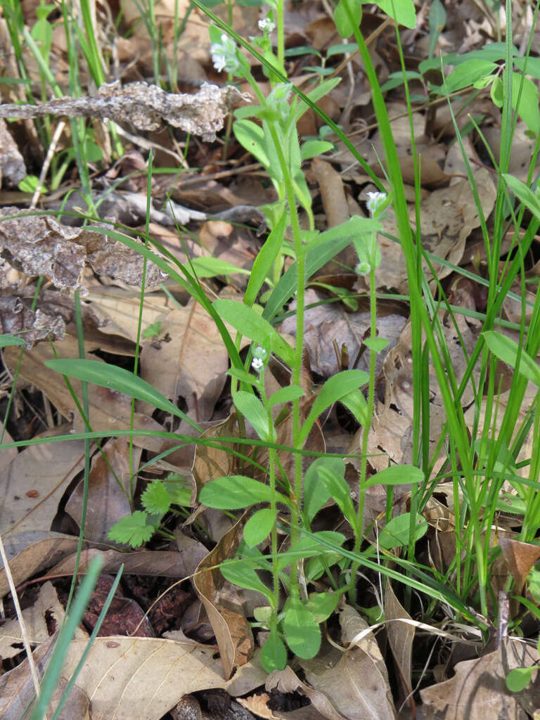 Imagem de Myosotis macrosperma Engelm.