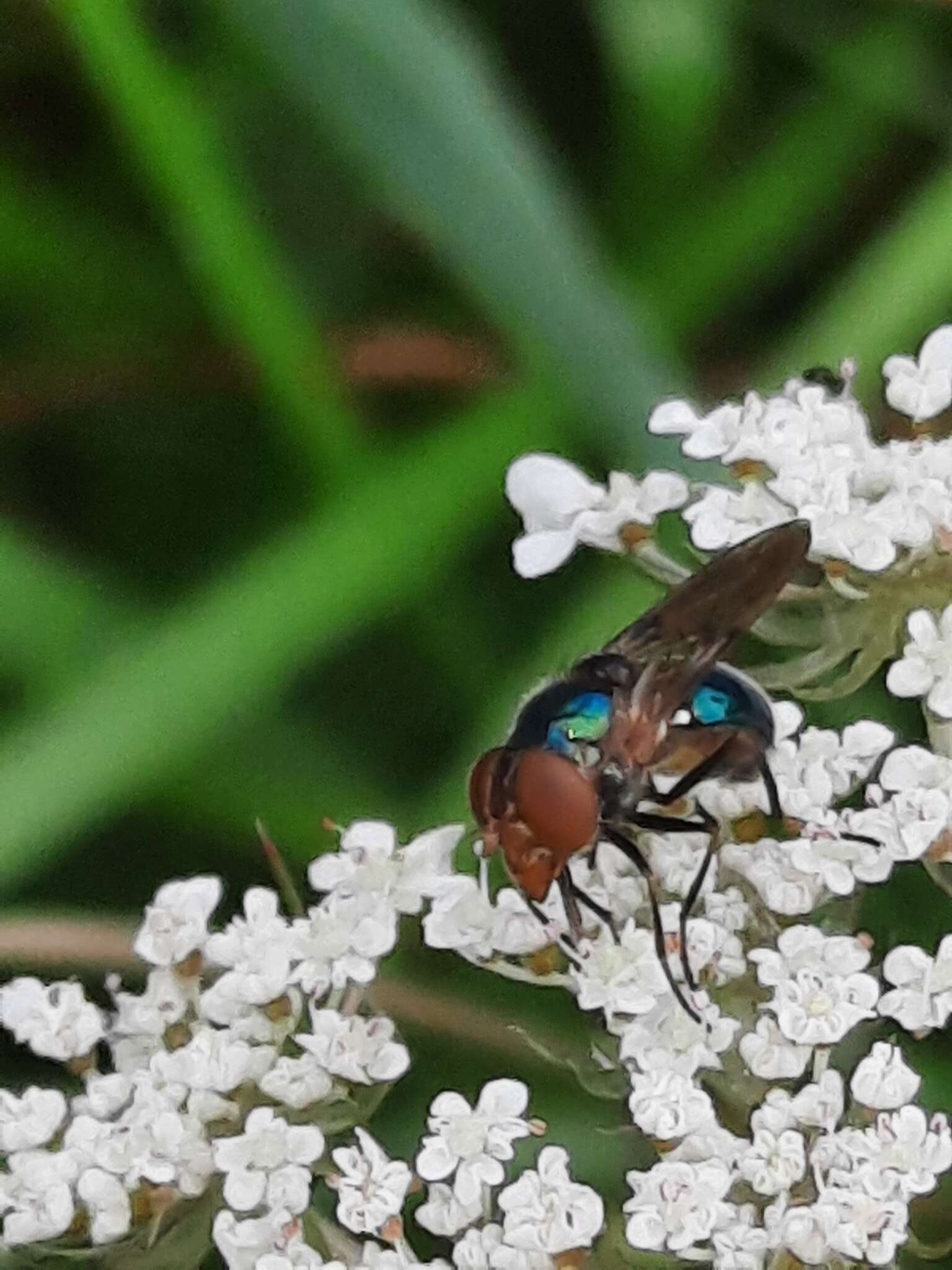 Image of Violet Bromeliad Fly