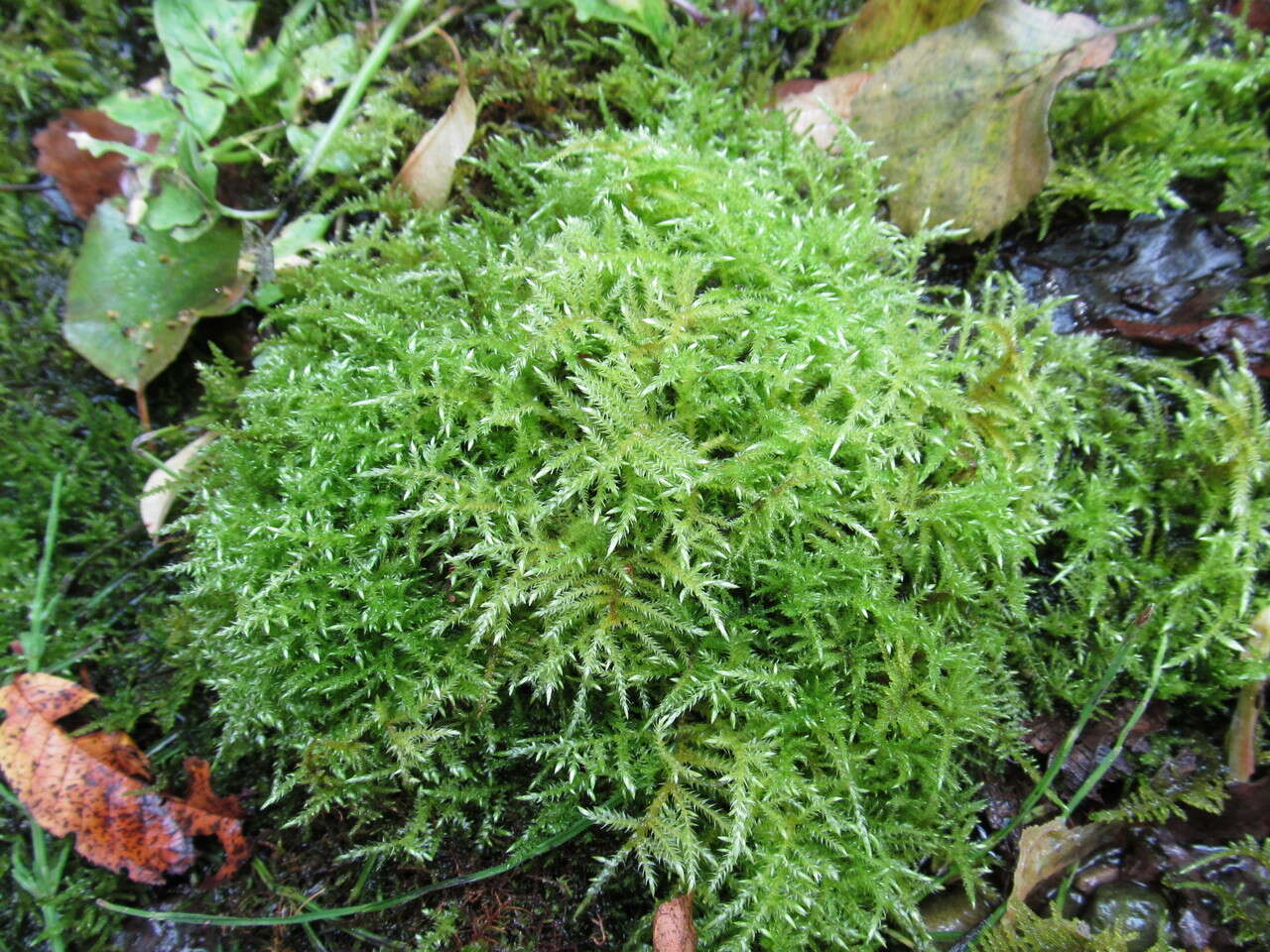 Image of hair-pointed feather-moss