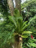 Image of Anthurium jenmanii Engl.
