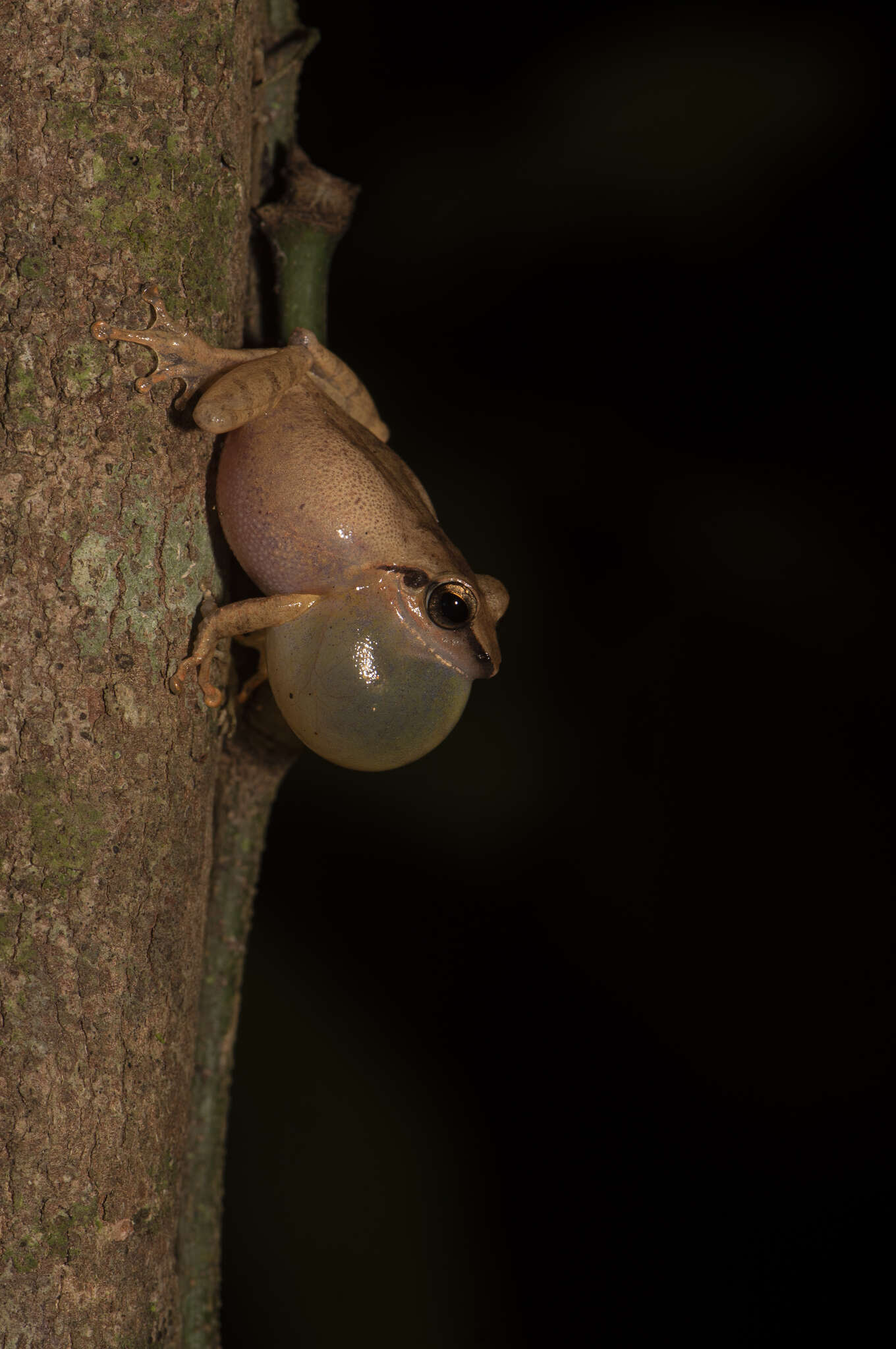 Image of Pseudophilautus amboli (Biju & Bossuyt 2009)