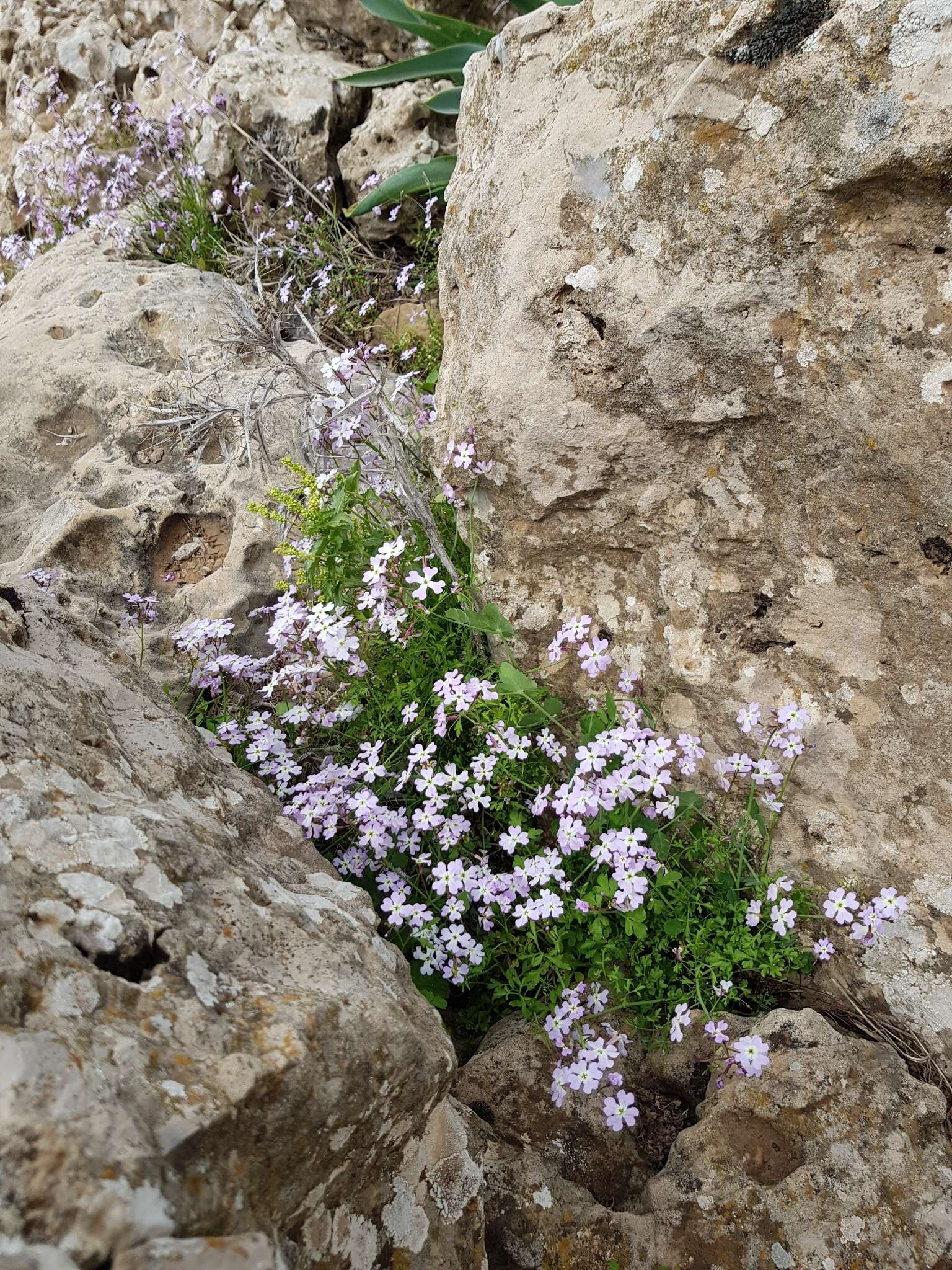 Imagem de Ricotia lunaria (L.) DC.