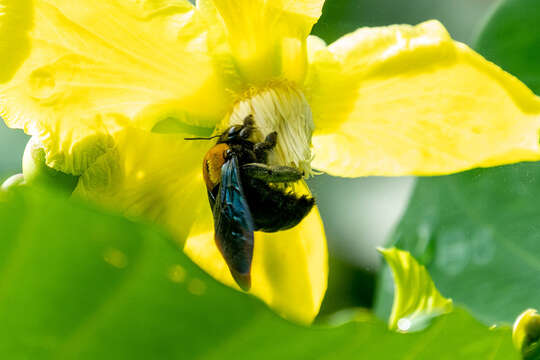 Imagem de Xylocopa flavonigrescens Smith 1854