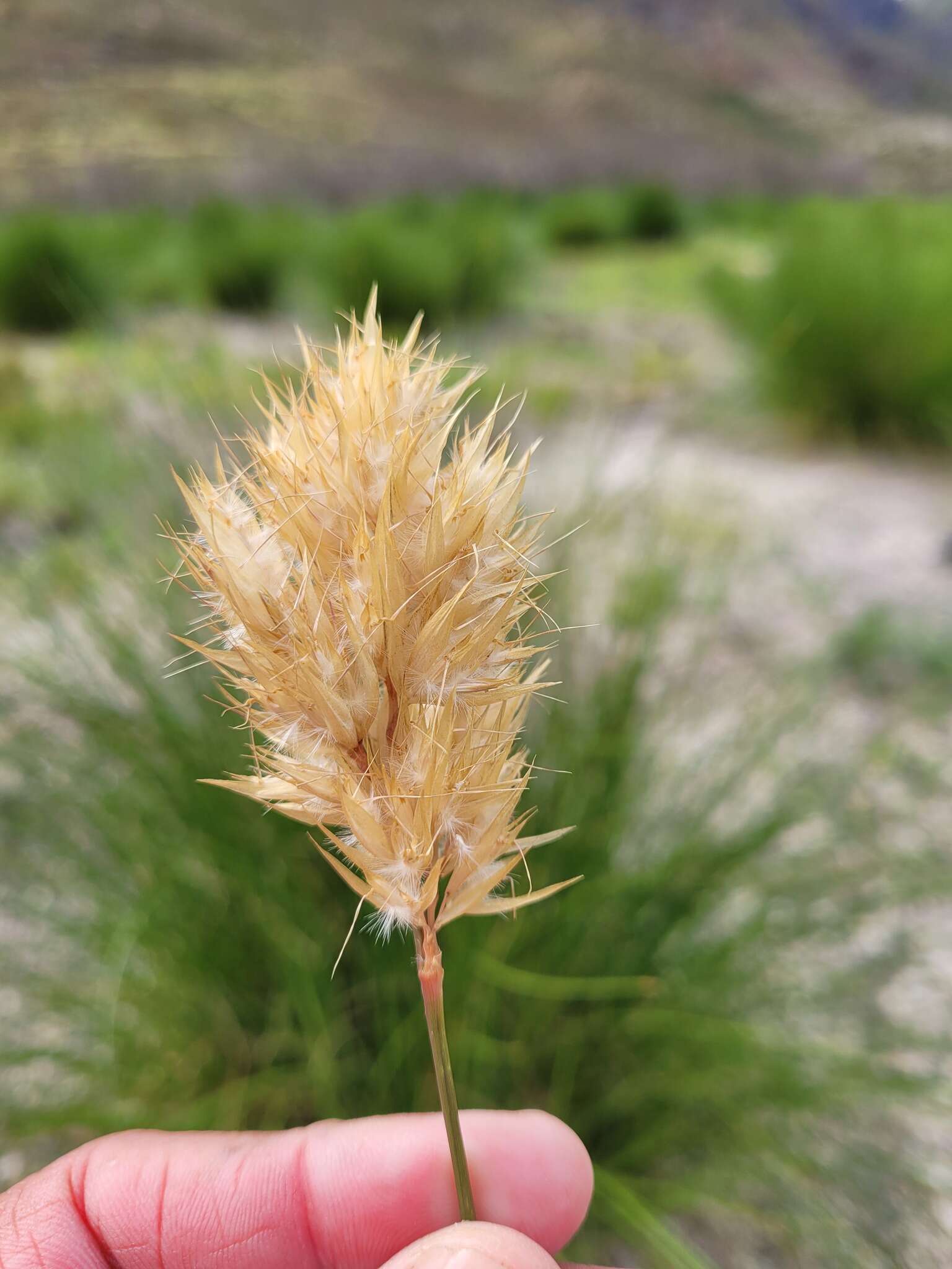 Imagem de Geochloa rufa (Nees) N. P. Barker & H. P. Linder