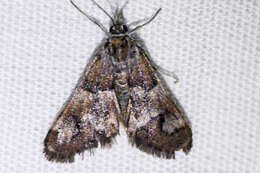 صورة Noctueliopsis brunnealis Munroe 1972