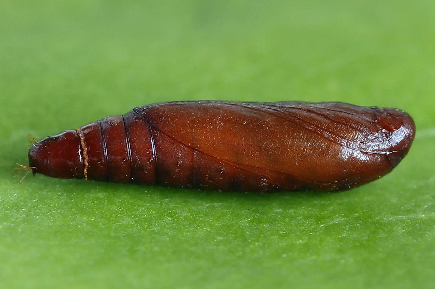 Psoricoptera gibbosella Zeller 1839 resmi